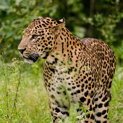 How Mongabay India is strengthening climate journalism in the age of misinformation